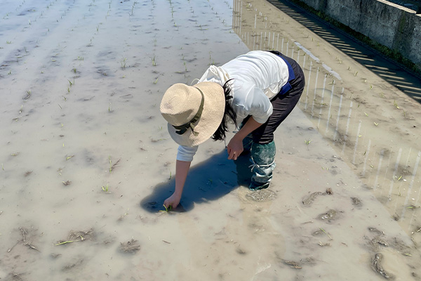 家族で田植え作業を行う様子