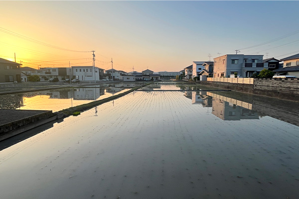 田植えを終えた田んぼと里の風景